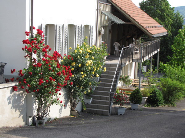 Der frühere Standort des Institut APK in Thalwil mit blühenden Rosen